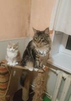 Кот Мейн кун ждет кошечек на вязку... Объявления Bazarok.ua