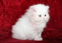 Шикарный персидский котенок-мальчик белоснежного окраса PER w, современного типа... Объявления Bazarok.ua