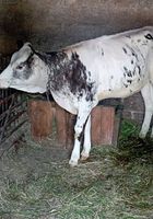 Телиця від молочної корови... оголошення Bazarok.ua