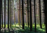 Продам земельну ділянку в лісі... Оголошення Bazarok.ua