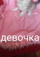 Продам очеровательных шиншиловых котят... Оголошення Bazarok.ua
