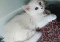 Милі біленькі кошенята... Оголошення Bazarok.ua
