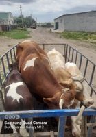 Куплю коров бичкив и крс... оголошення Bazarok.ua