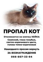 Пропал сиамский кот... Оголошення Bazarok.ua