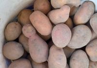 Продам домашню картоплю.... Объявления Bazarok.ua