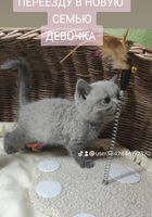 Шотландские котята... оголошення Bazarok.ua