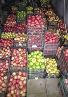 Продам яблука зимового сорту... Оголошення Bazarok.ua