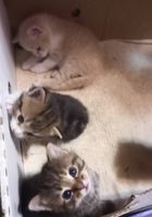 Кошенята шукають родину... Оголошення Bazarok.ua