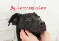 Пес собака 8 місяців... Оголошення Bazarok.ua