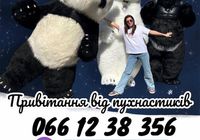 Білий ведмідь Луцьк, привітання, День народження, панда, свято... Оголошення Bazarok.ua
