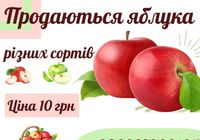 Продам яблука різних сортів... Оголошення Bazarok.ua