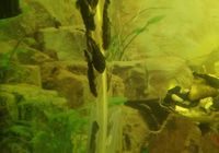 Увага, Анциструс - цікава акваріумна рибка... Оголошення Bazarok.ua