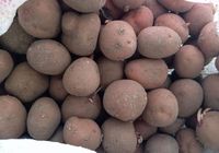 Продам дрібну картоплю... Оголошення Bazarok.ua