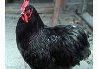 Інкубаційні яйця мясо-яєчної породи курей Кохінхін в інкубатор та... Оголошення Bazarok.ua