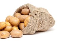 Продається картопля велика та посівна,ціна-за домовленістю... Объявления Bazarok.ua