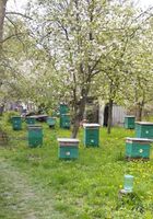 Продам сім'ї бджіл... Оголошення Bazarok.ua