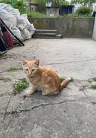 Продам кошенят.3 місяці,... Оголошення Bazarok.ua