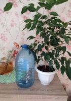 Кімнатні рослини у гарного стані, декілька видів,... Оголошення Bazarok.ua