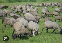 Продам шести месечны овец... Оголошення Bazarok.ua