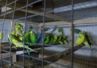 продам хвилястих попугаіів... Оголошення Bazarok.ua