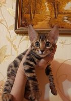 Бенгальские котята продажа розетка на золоте... Оголошення Bazarok.ua