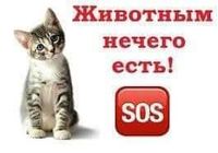 Потрiбна термiнова допомога безпритульним тваринам... Оголошення Bazarok.ua