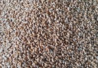 Продам Пшеницю нового врожаю... Оголошення Bazarok.ua