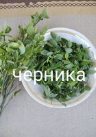 Черника. Лист... Оголошення Bazarok.ua